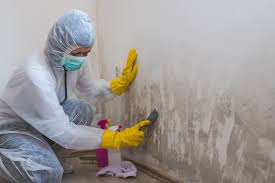 Why You Should Choose Our Mold Remediation Services in Mountain Lakes, NJ